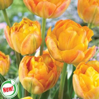Marmalade Double Tulip Thumbnail